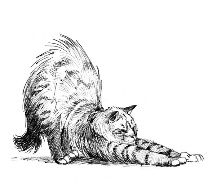 http://capwayoflife.files.wordpress.com/2009/04/stretching-cat.jpg